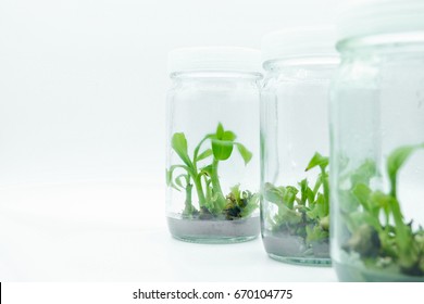 Plant Tissue Culture On White Background