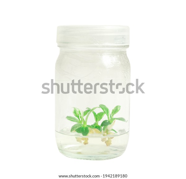 Plant Tissue Culture On White Backgroundwhite Stock Photo 1942189180 ...