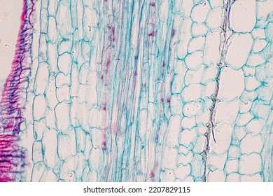 Plant Tissue Structure Section Tissue Stem Stock Photo 2207829115 ...