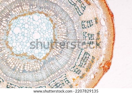 Plant tissue Structure, section (tissue) of stem plant tissue under a light microscope.