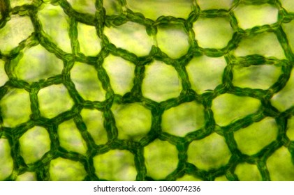 Plant Tissue Under A Microscope