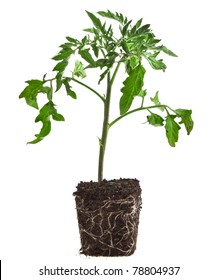 Plant Of Tomato Isolated On White Background