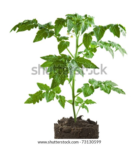 plant of tomato isolated on white background
