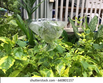 Plant Transpiration