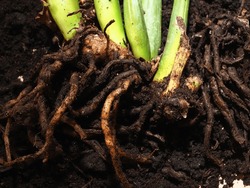 Plant Transplant Zamioculcas Rotting Roots