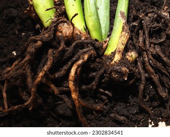 plant transplant Zamioculcas rotting roots
