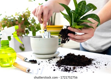 Plant Transplantation. Transplanting Houseplant, Anthurium In Pot. 