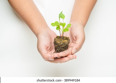 plant a tree by hand with white background