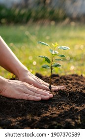 Plant the tree in the garden as save world concept  Close up woman hand planting small trees in the garden 