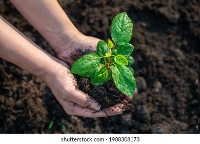 Plant The Tree In The Garden As Save World Concept. Close Up Woman Hand Planting Small Trees In The Garden.