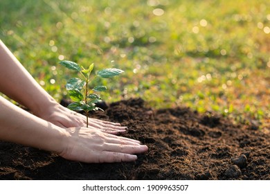 Plant the tree in the garden as save world concept. Close up woman hand planting small trees in the garden. - Shutterstock ID 1909963507