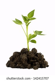 Plant Tree Growing Seedling In Soil Isolated On White Background