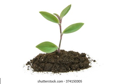 Plant Tree Growing Seedling In Soil Isolated On White Background