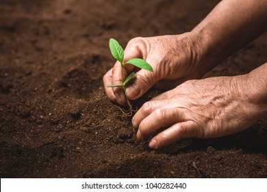 Planter une plante arborescente Le sol et les semis dans l'ancienne lumière naturelle