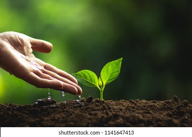 Plant tree Natural tree Green backgroun seedlings in nature