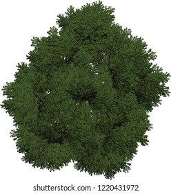 Plant Tree Overhead Icon Top View Stock Photo 1220431972 | Shutterstock