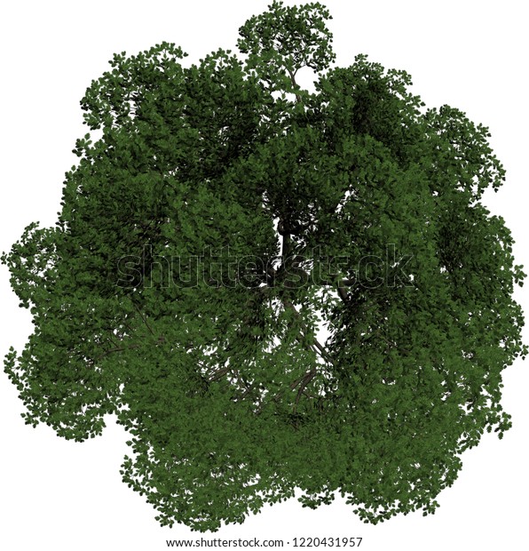 Plant Tree Overhead Icon Top View Stock Photo 1220431957 