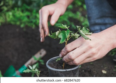 Planter Des Arbres Images Stock Photos Vectors Shutterstock