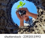 Plant tree seeds in low angle soil holes.  Gardening and planting trees or seedlings in fertile soil.  Cultivation of plants on agricultural land.  the concept of reforestation and abrasion prevention