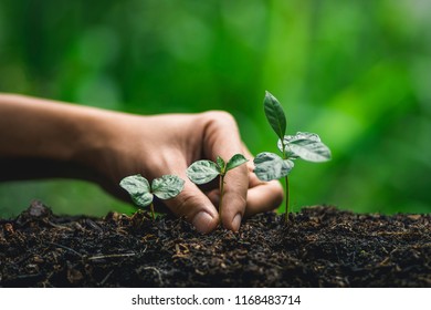 Plant a tree Watering a tree Coffee tree In nature - Shutterstock ID 1168483714