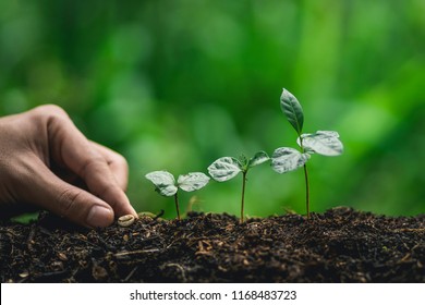 Plant a tree Watering a tree Coffee tree In nature - Shutterstock ID 1168483723