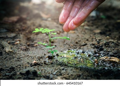 Plant A Tree For World Environment Day