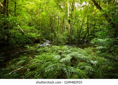 Plant Tropical Fern Forest / Landscape Nature Green Jungle Fern Tree With Stream River From Mountains