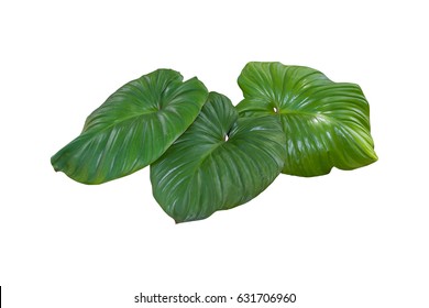 Plant Tropical Jungle Leaves, The Plant Used Design Pattern, On White Background, Clipping Path.