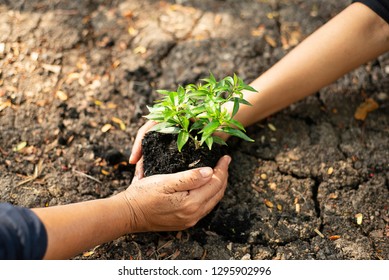 plant in two hands. new life and environmental conservation concept - Shutterstock ID 1295902996