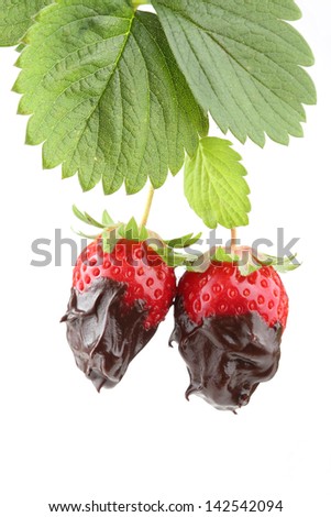 plant with two organic strawberries covered with molten chocolate isolated on white