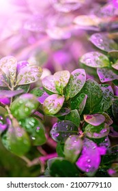 A Plant Under Growing Lamps (ultraviolet Phytolamp) With Water Drops On It. Illuminated With Pink Or Purple Light. Home Cultivation Of Flower Seeds. Vertical Image.