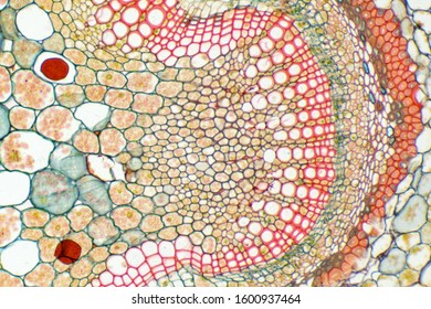 Cells Under Light Microscope Images Stock Photos Vectors Shutterstock