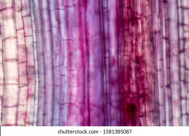 Plant vascular tissue under the microscope view for education. - Powered by Shutterstock