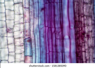 Plant vascular tissue under the microscope view for education. - Powered by Shutterstock