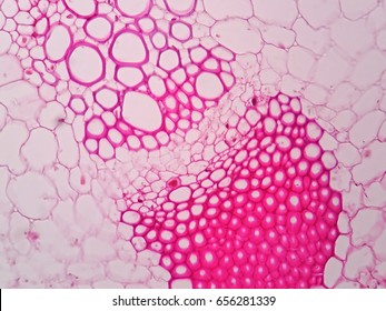 Plant Vascular Tissue Under Microscope View.