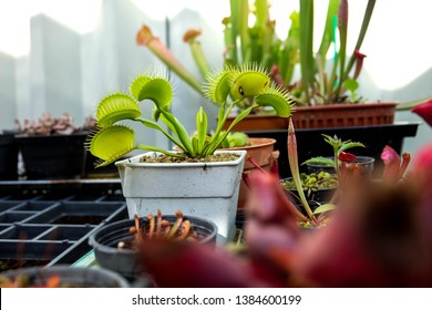 Сarnivorous Plant - Venus Fly Trap In White Pot