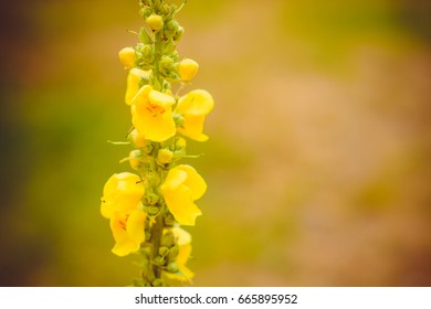 A Plant Verbascum Thapsus