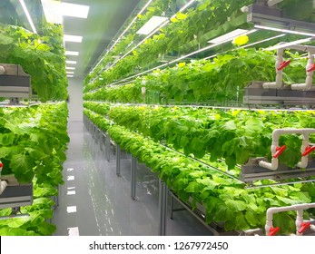 Plant Vertical Farms Producing Plant Vaccines