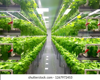Plant vertical farms producing plant vaccines - Shutterstock ID 1267972453