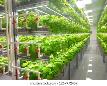 Plant Vertical Farms Producing Plant Vaccines