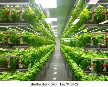 Plant vertical farms producing plant vaccines - Shutterstock ID 1267972462