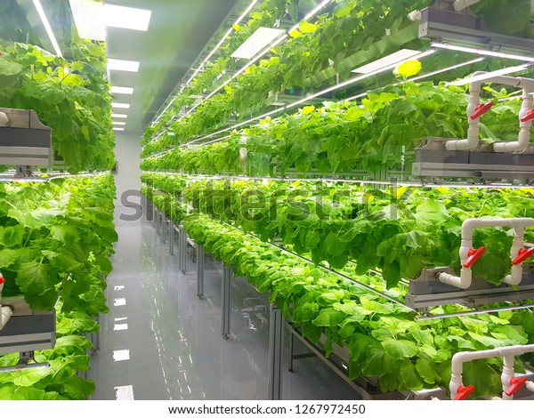Plant vertical\
farms producing plant\
vaccines