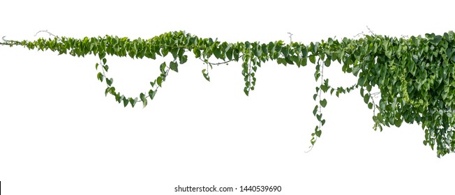 Plant vine green ivy leaves tropic hanging, climbing isolated on white background. Clipping path - Shutterstock ID 1440539690