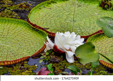 Vitoria Regia Planta High Res Stock Images Shutterstock