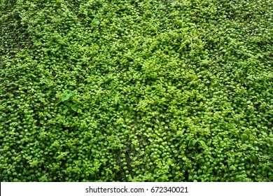 Plant Wall