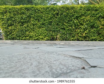 Plant Wall In Garden With Stone Floor