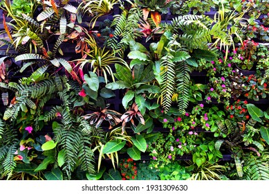 Pflanzenmauer mit üppigen grünen Farben, Sortenwaldgarten auf Wänden Orchideen verschiedene Farnblätter Dschungelpalme und Blumen dekorieren im Garten Regenwald Hintergrund