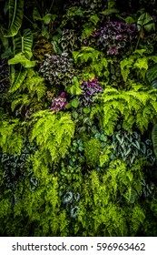 Plant wall with lush green colors