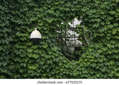 Plant Wall, Security Camera and a Wall