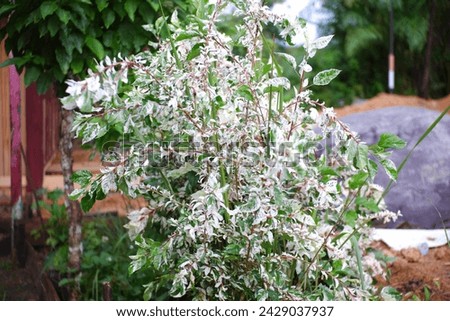 Plant with white leaves in the garden. Arboricolla, Schefflera variegated. Tabernaemontana divaricata.